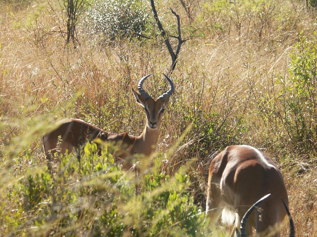 090517_Pilanesberg 018.jpg